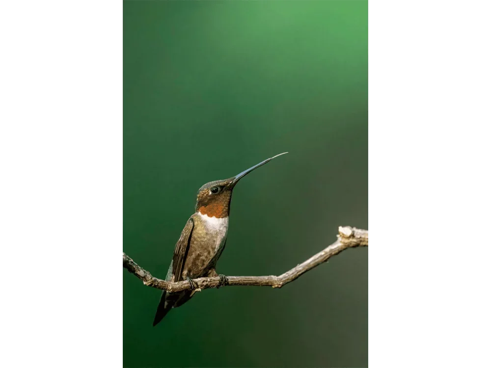 Emerald Flame – Ruby-Throated Hummingbird, North Georgia | Dave Miller - Images of Natural Splendor