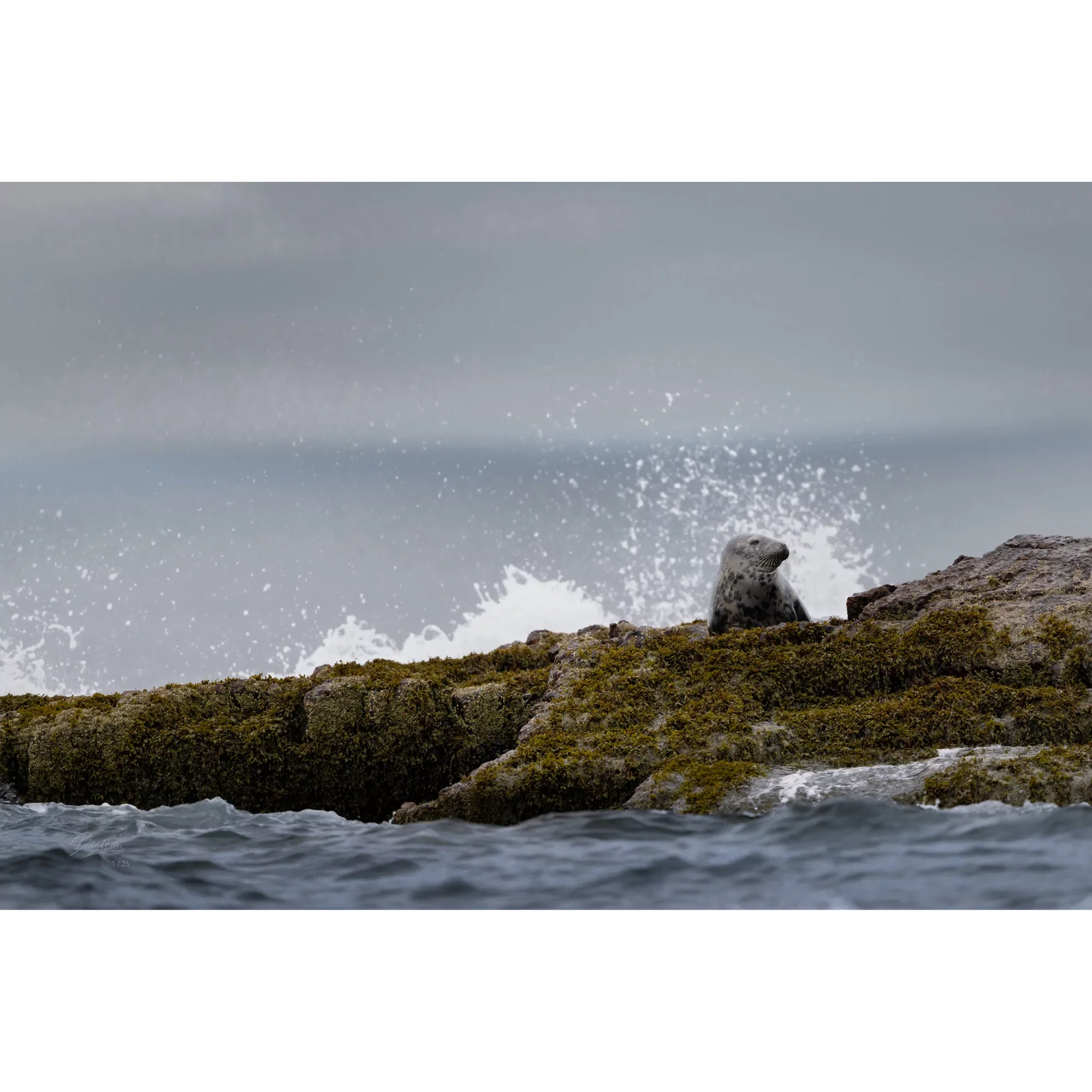 Resting Between Waves | Dave Miller - Images of Natural Splendor