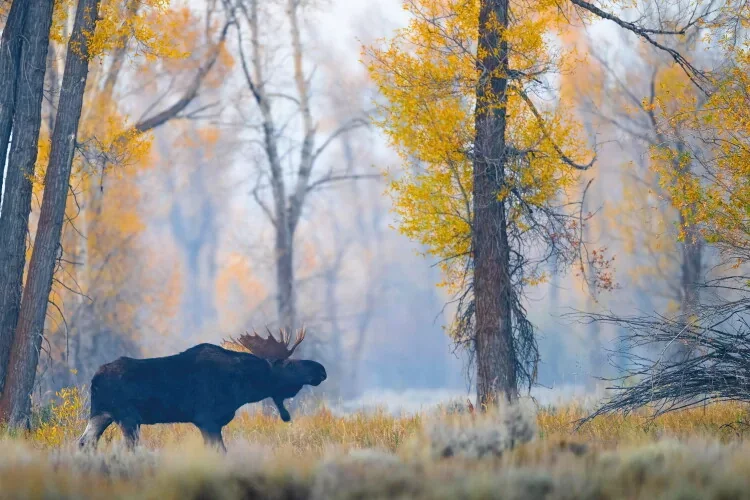 Bull moose standing in open autumn meadow with soft neutral tones and shallow depth of field