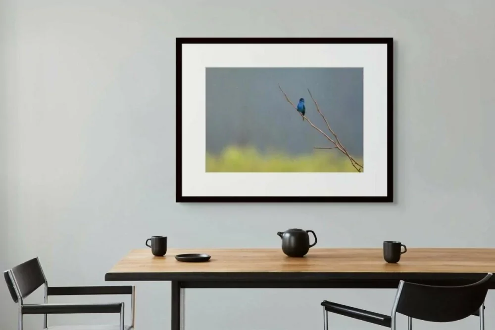 Song in the Rain – Indigo Bunting, Great Smoky Mountains | Dave Miller - Images of Natural Splendor