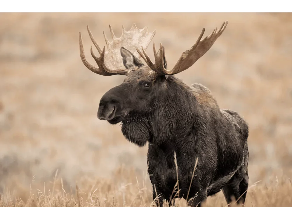 Monarch of the Tetons – Bull Moose, Grand Teton | Dave Miller - Images of Natural Splendor