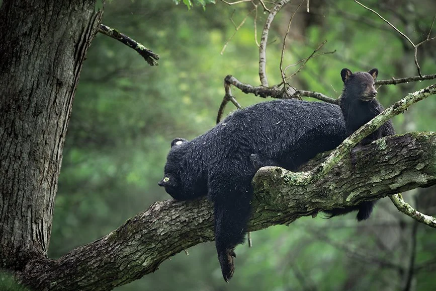 a black bear cub sits up on a tree while his mother sleeps.