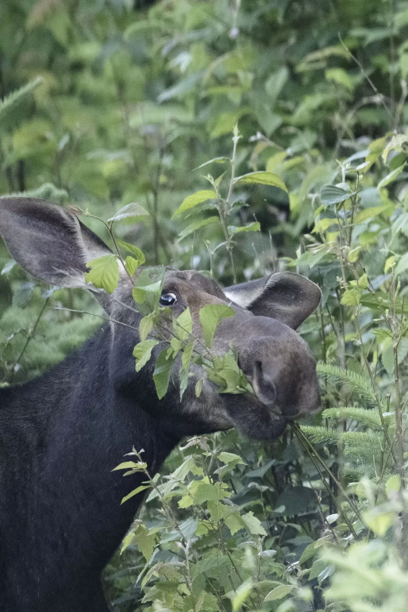 Young moose eating leaves near moosehead lake maine.