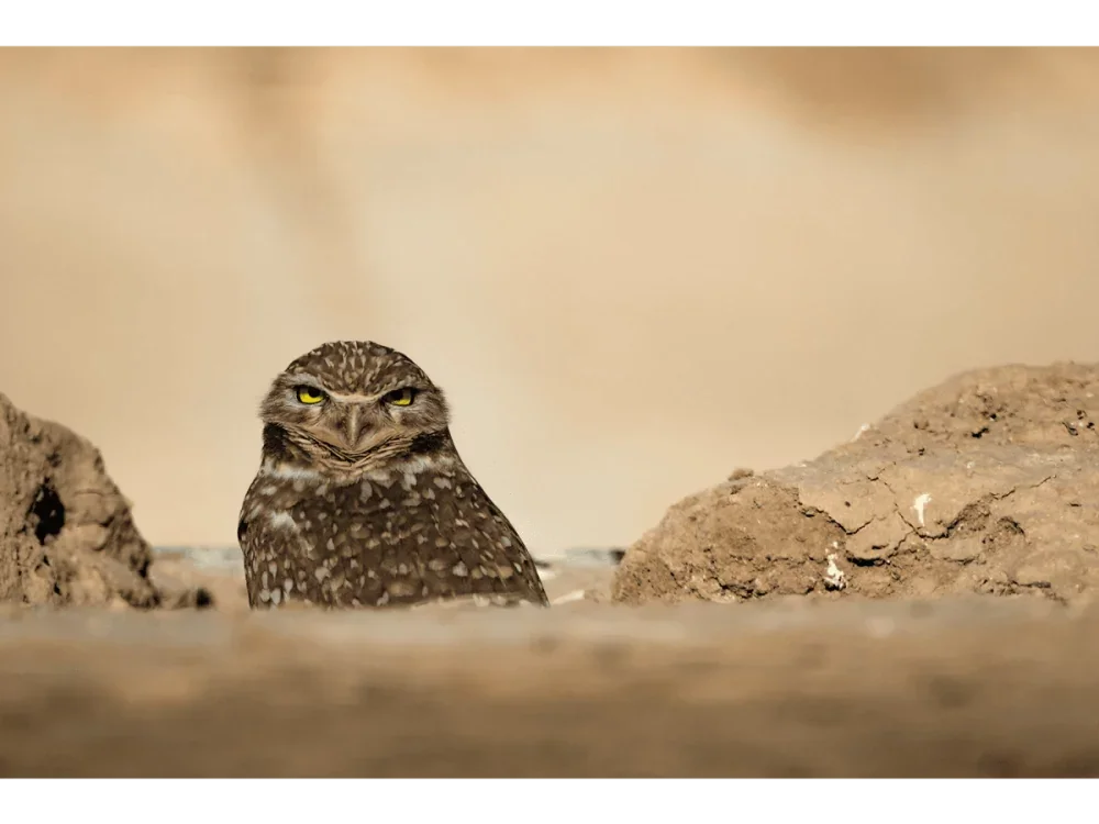 Guardian of the Burrow – Burrowing Owl, Sonny Bono NWR | Dave Miller - Images of Natural Splendor