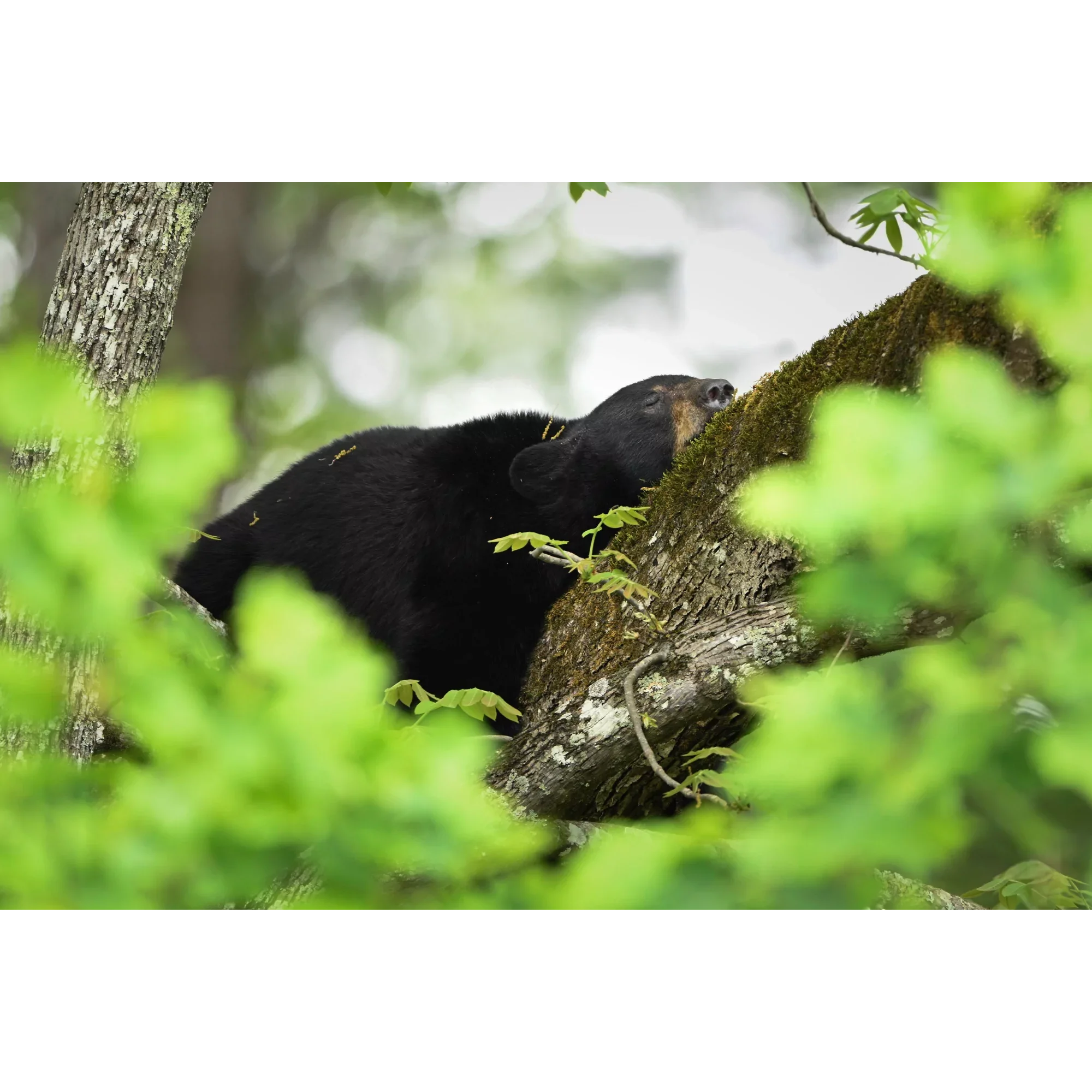 Resting Above the Forest