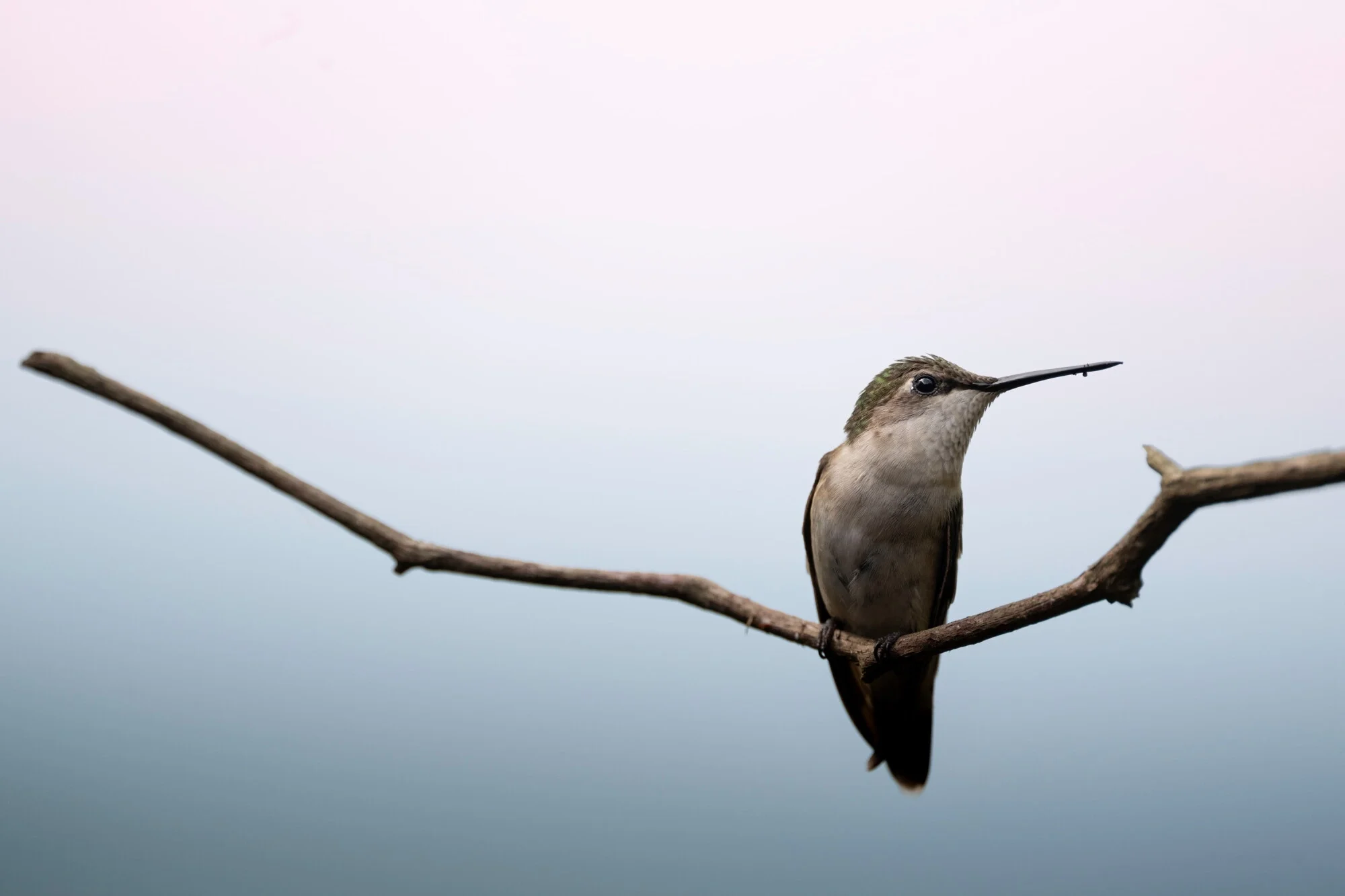 an image of a female ruby throated humming bird on a branch.