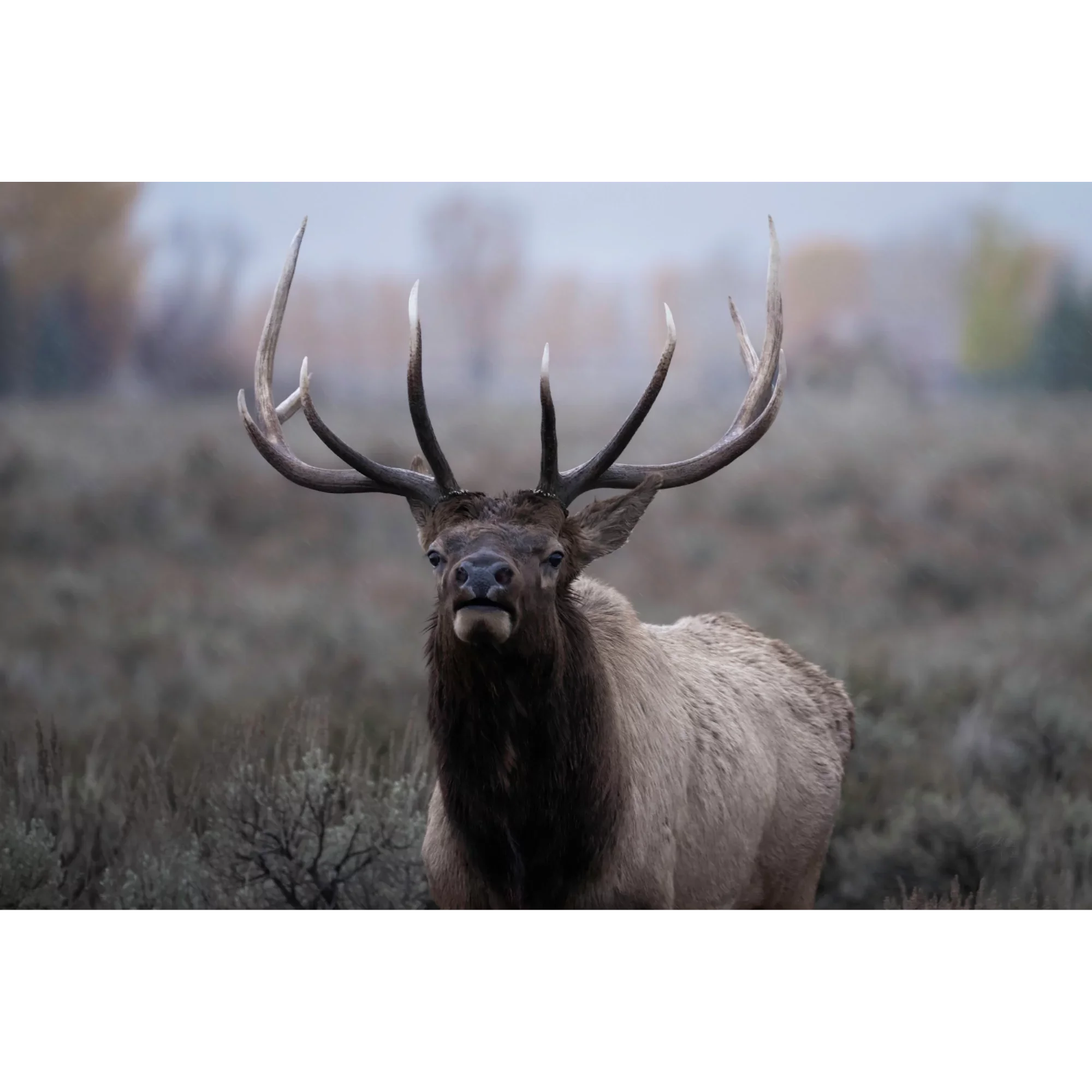 Autumn-Monarch-Bull-Elk-Yellowstone-DaveMiller.webp