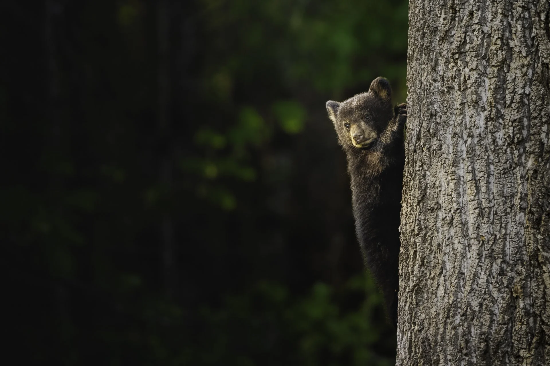 young bear cub peaking from behind a tree.