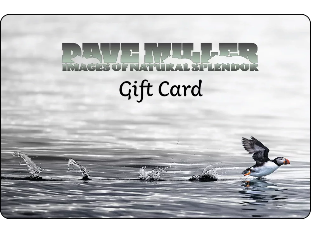 Dave Miller Images Gift Card – Fine Art Wildlife & Nature Prints