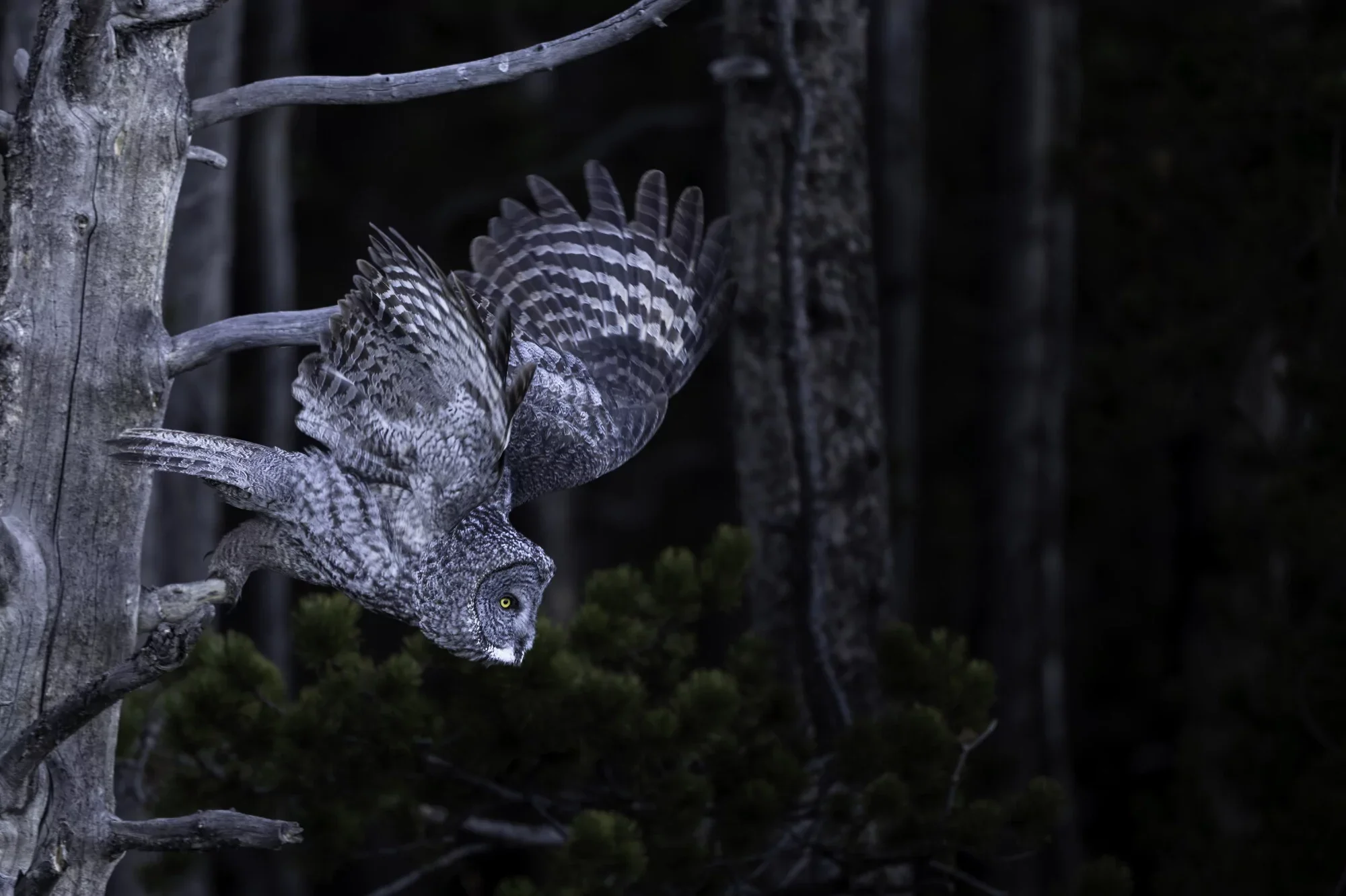 An owl perched on a tree branch at night, with its wings partially spread and its head facing downward.