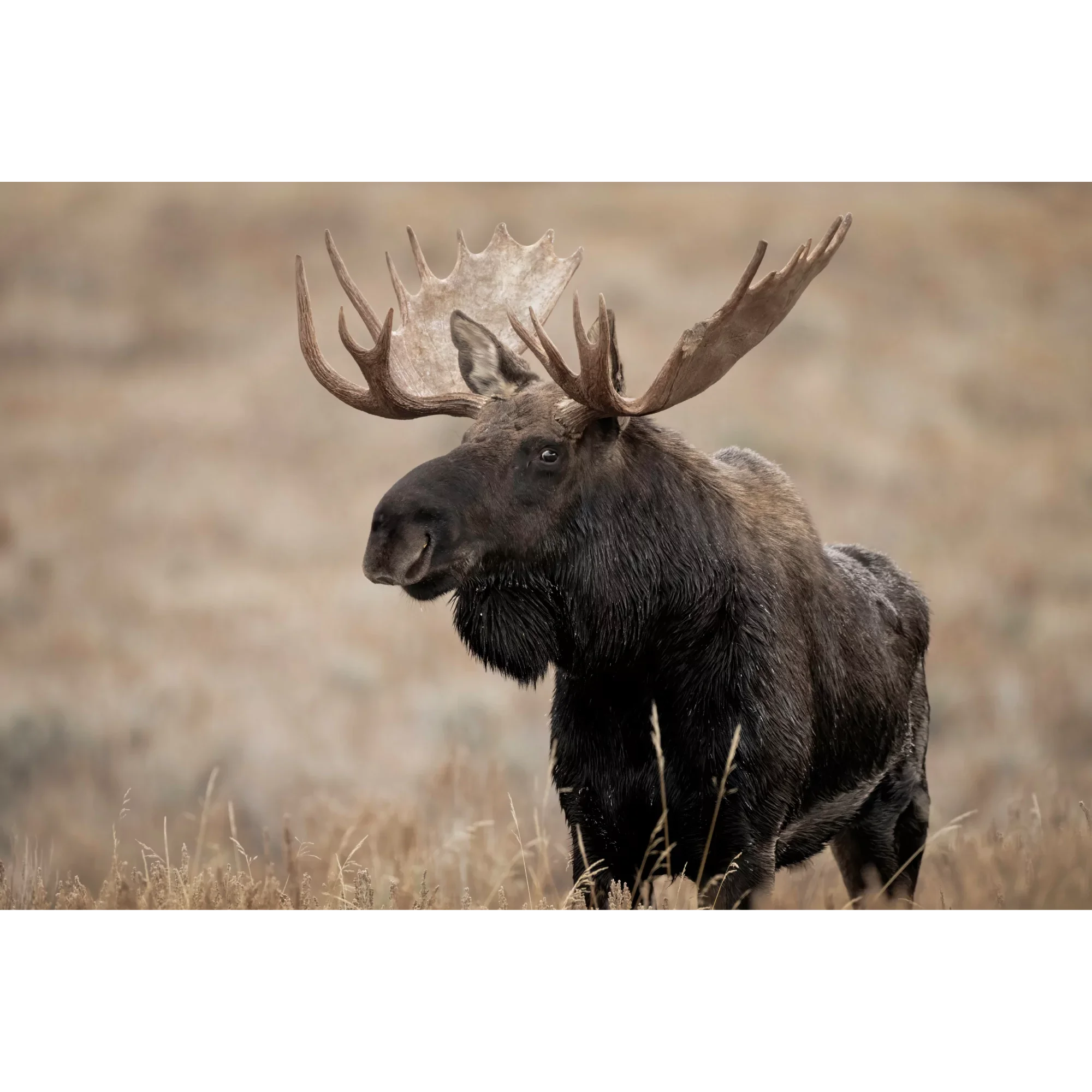 Valley King