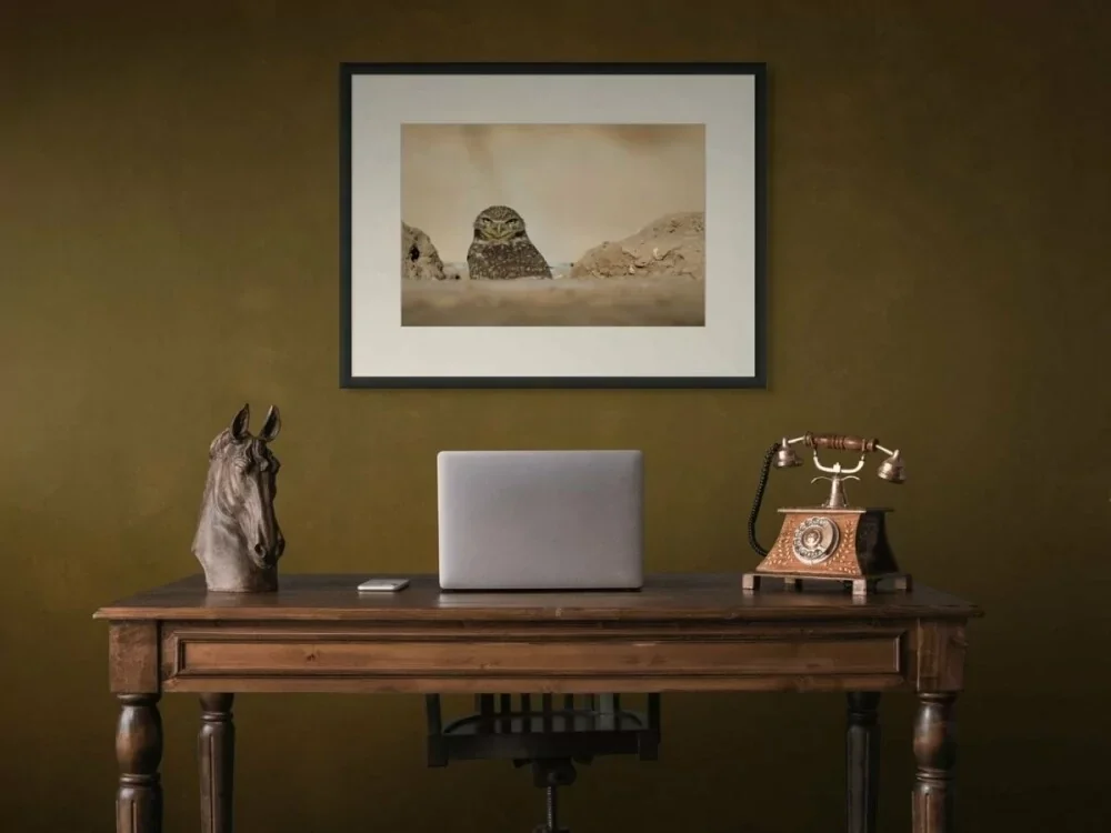 Guardian of the Burrow – Burrowing Owl, Sonny Bono NWR | Dave Miller - Images of Natural Splendor