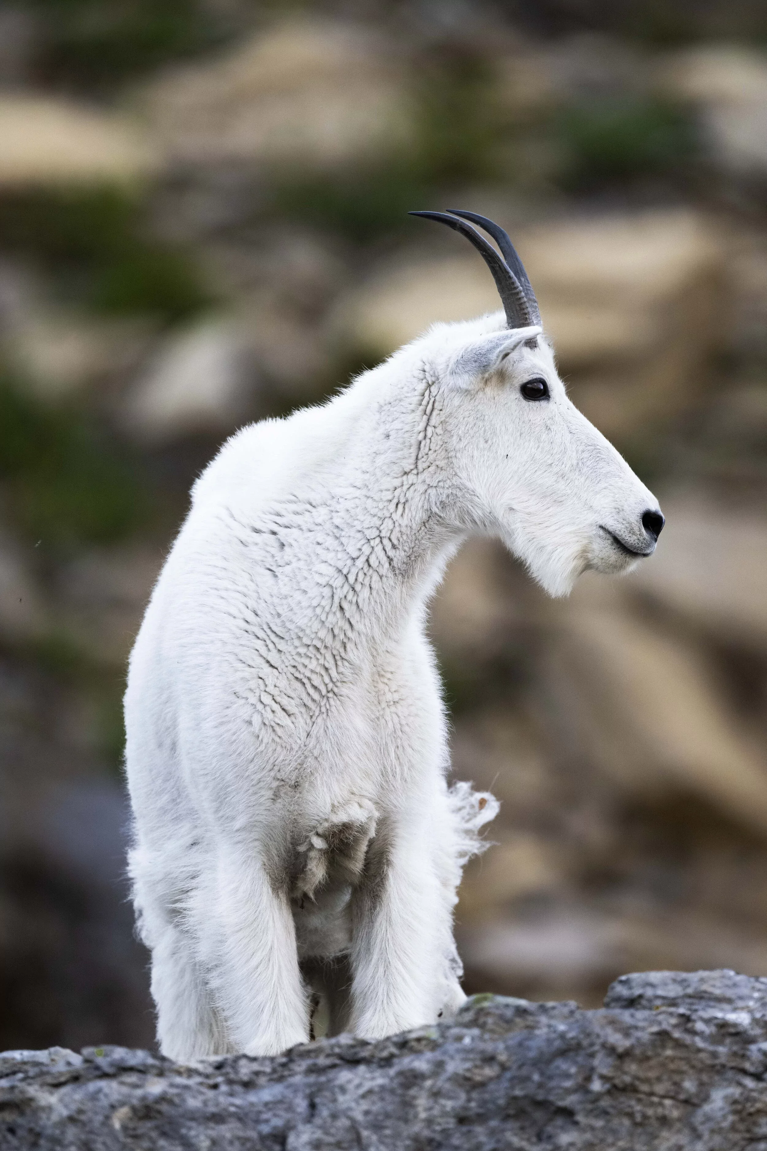 Mountain Goat Sitting at Glacier National park