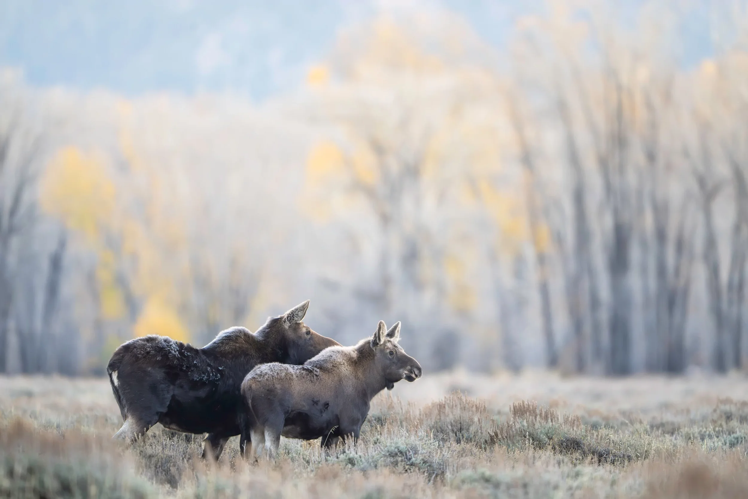 A moose mother and calf in the sagebrush in Grand Teton National Park in the autumn.