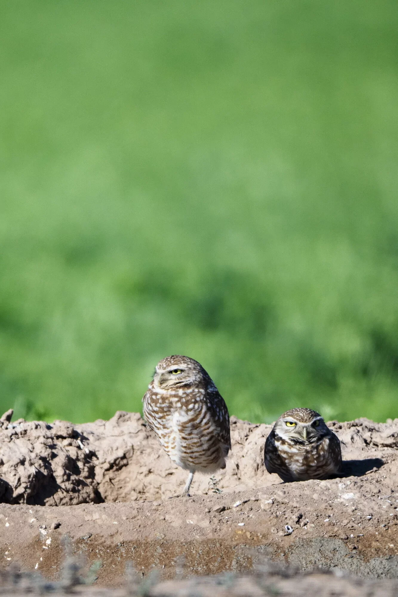 Burrowing owls at sonny bono NWR.