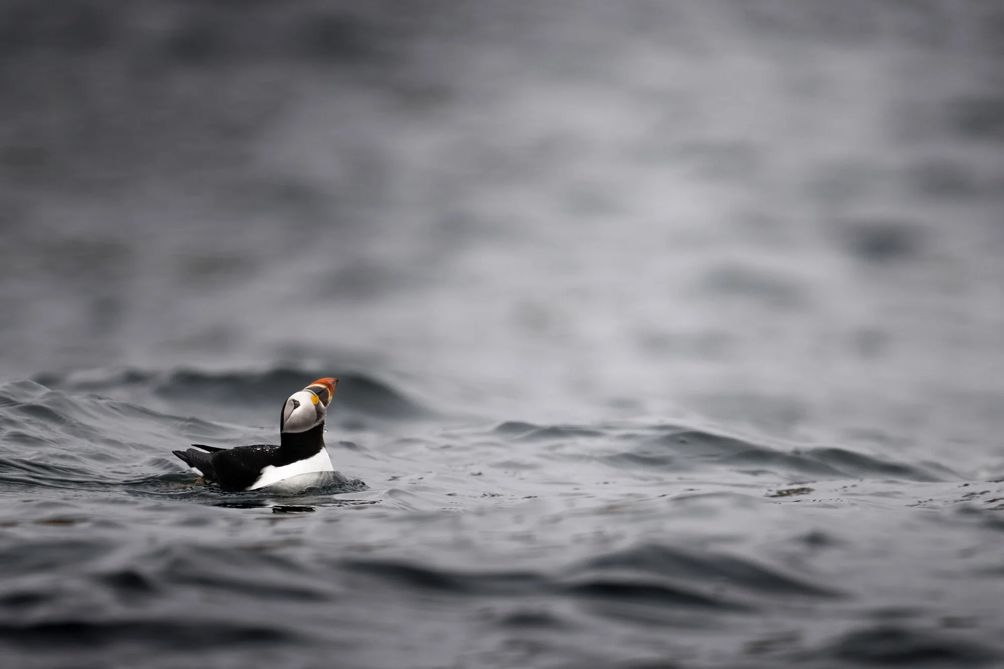 An atlantic puffin looks to the sky as it floats in the cold atlantic.