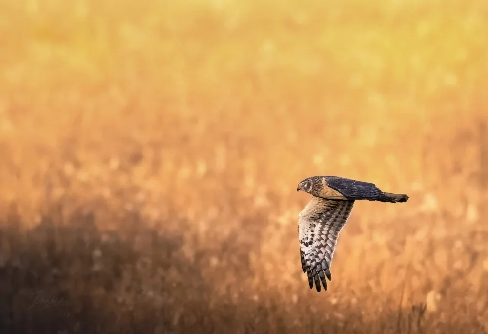 A hawk flying over a field with a blurred golden background.