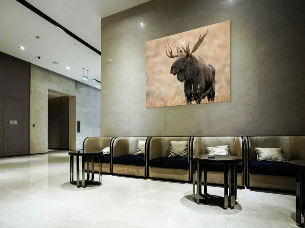 Monarch of the Tetons – Bull Moose, Grand Teton | Dave Miller - Images of Natural Splendor