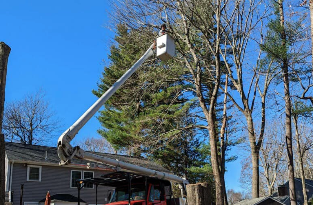 About — Branch Manager Tree Service