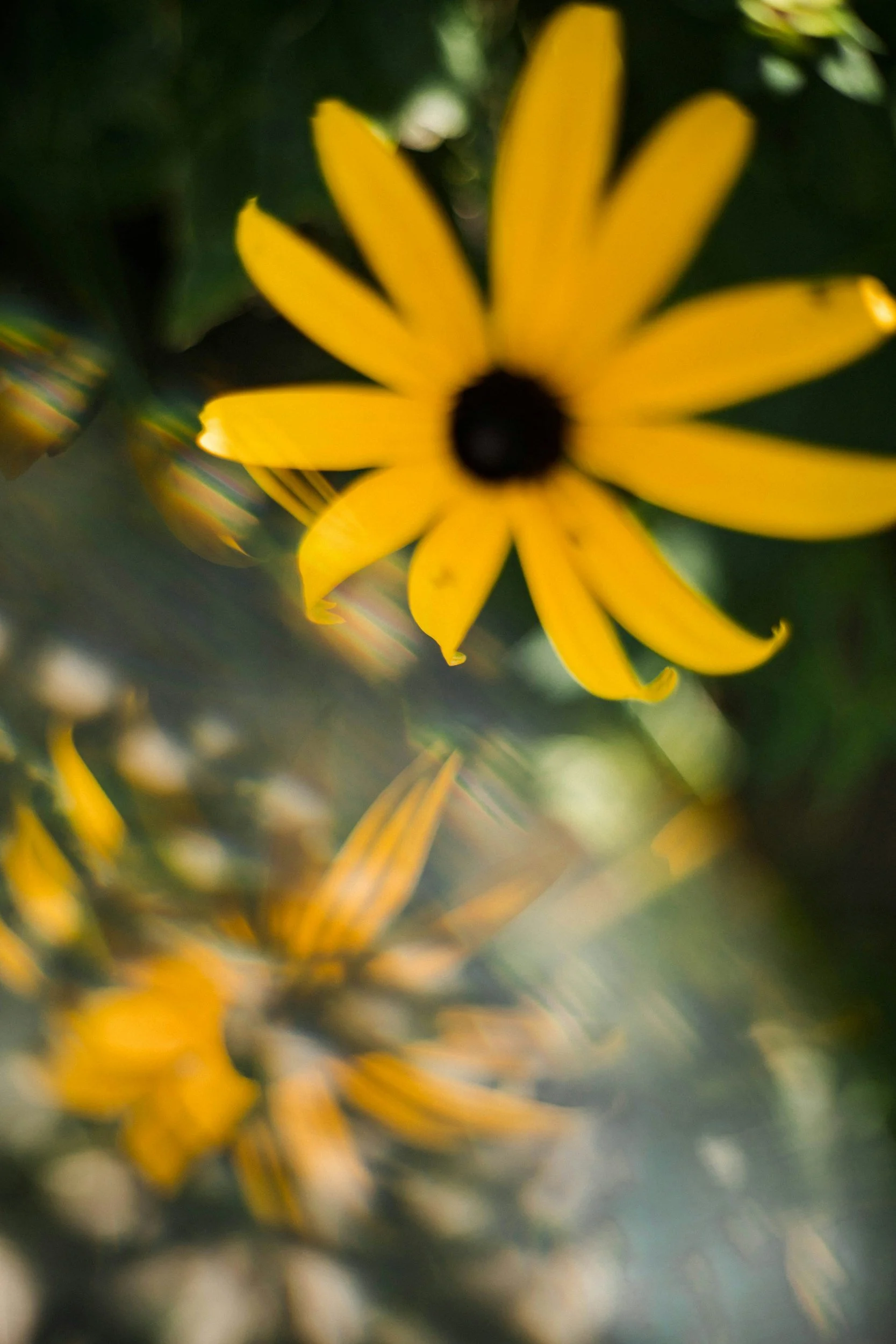 Close-up of a yellow flower with a dark center and pointed petals, blurred background.
