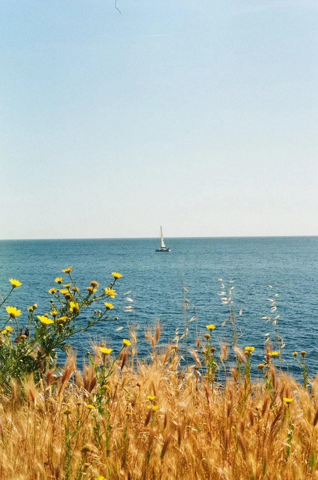 A sailboat on the ocean with yellow wildflowers and tall grass in the foreground under a clear blue sky.