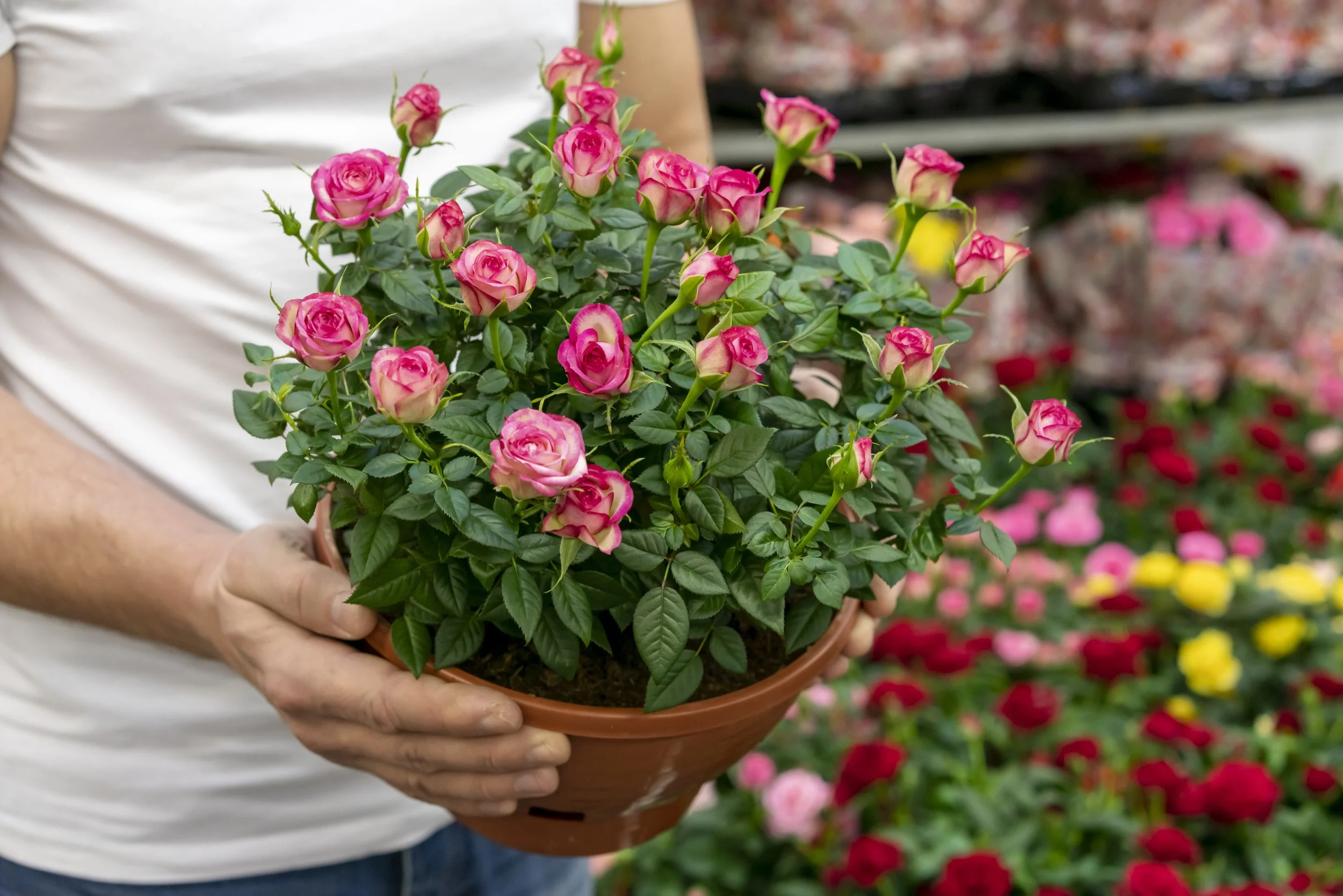 Growing Roses