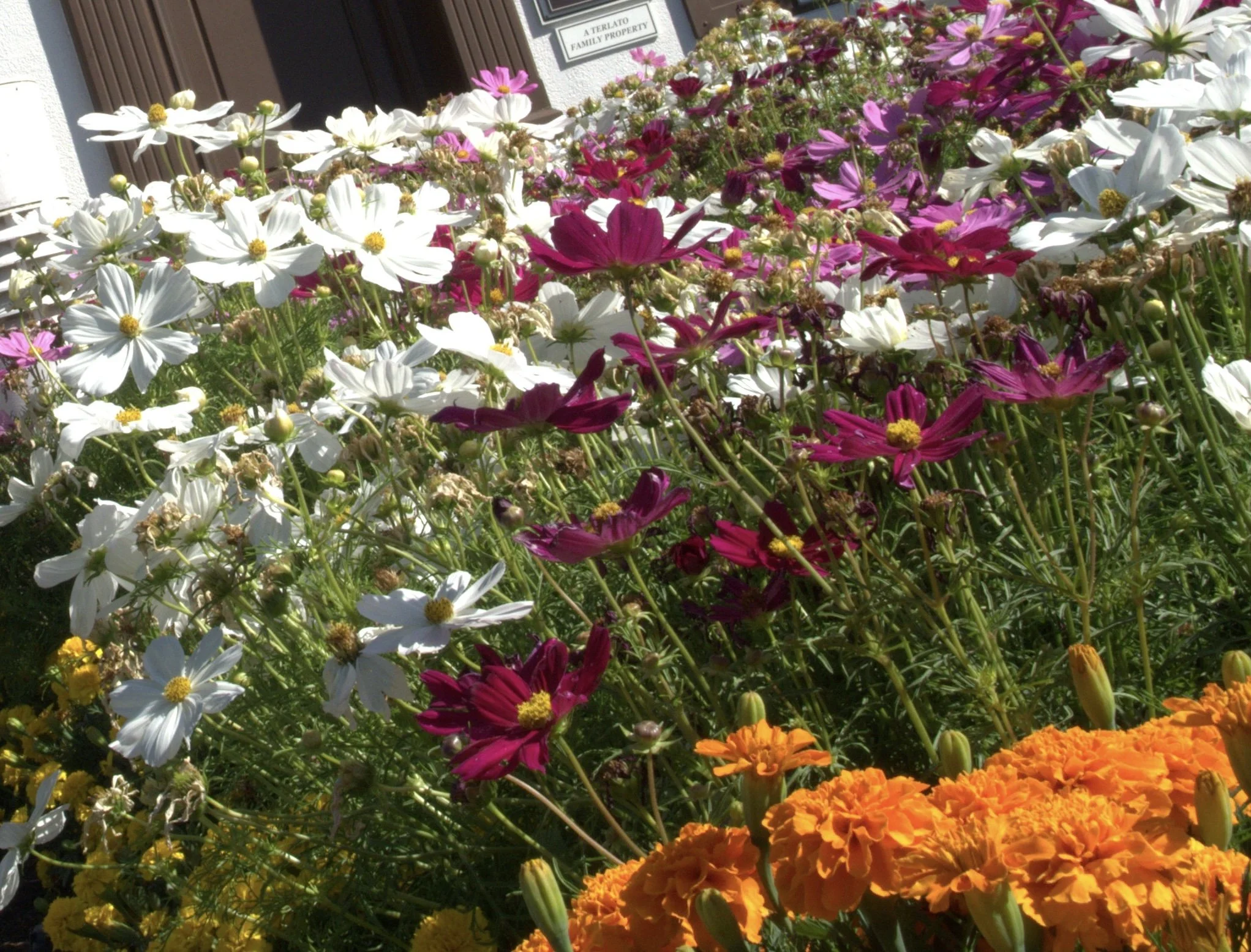 Annual Spring  Perennial Exchange