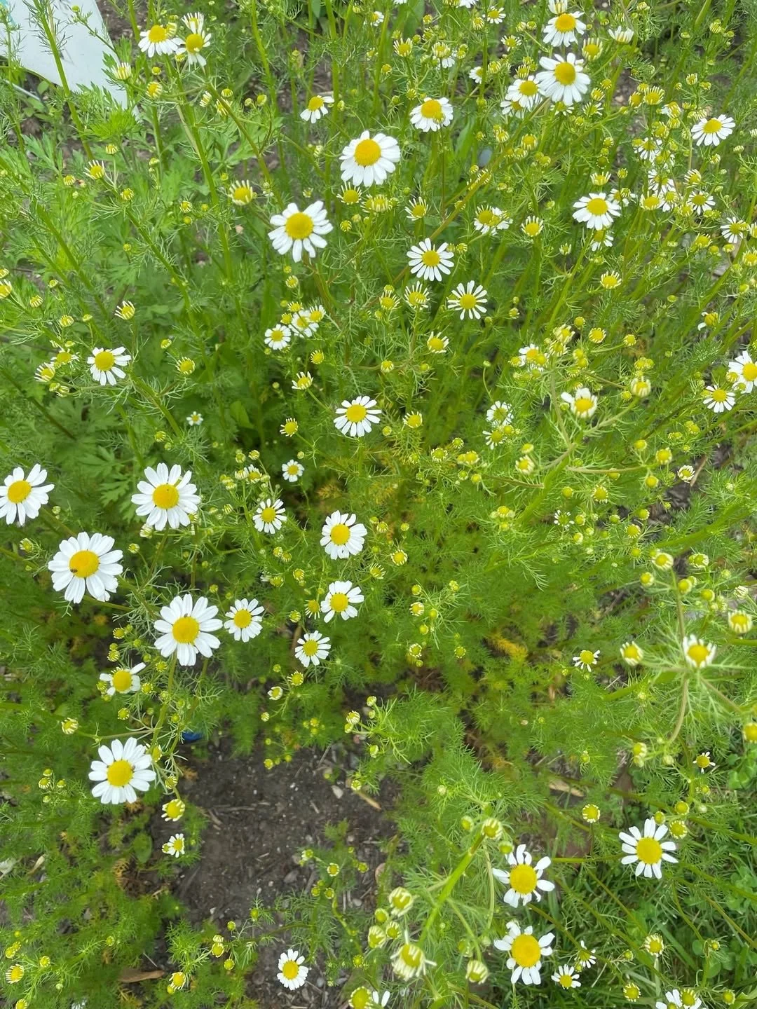 SOCWA Garden Walk/Mingle