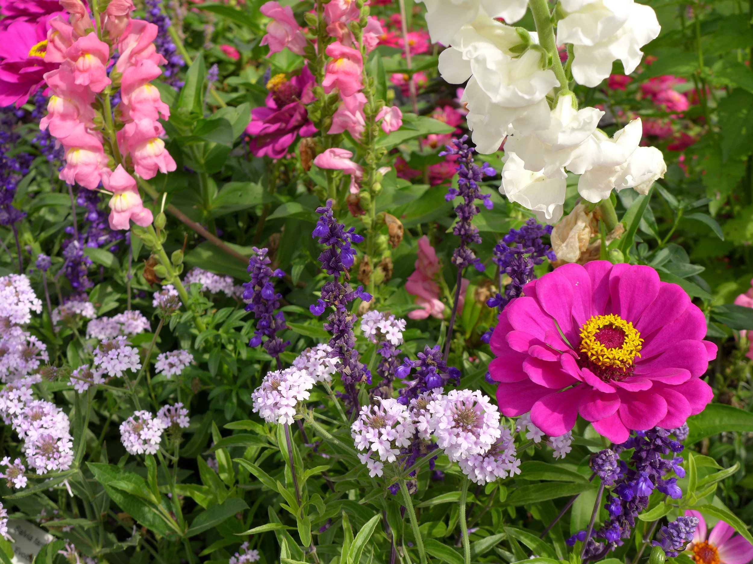Fall Perennial Exchange