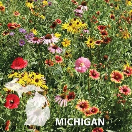 Native Seed Foraging
