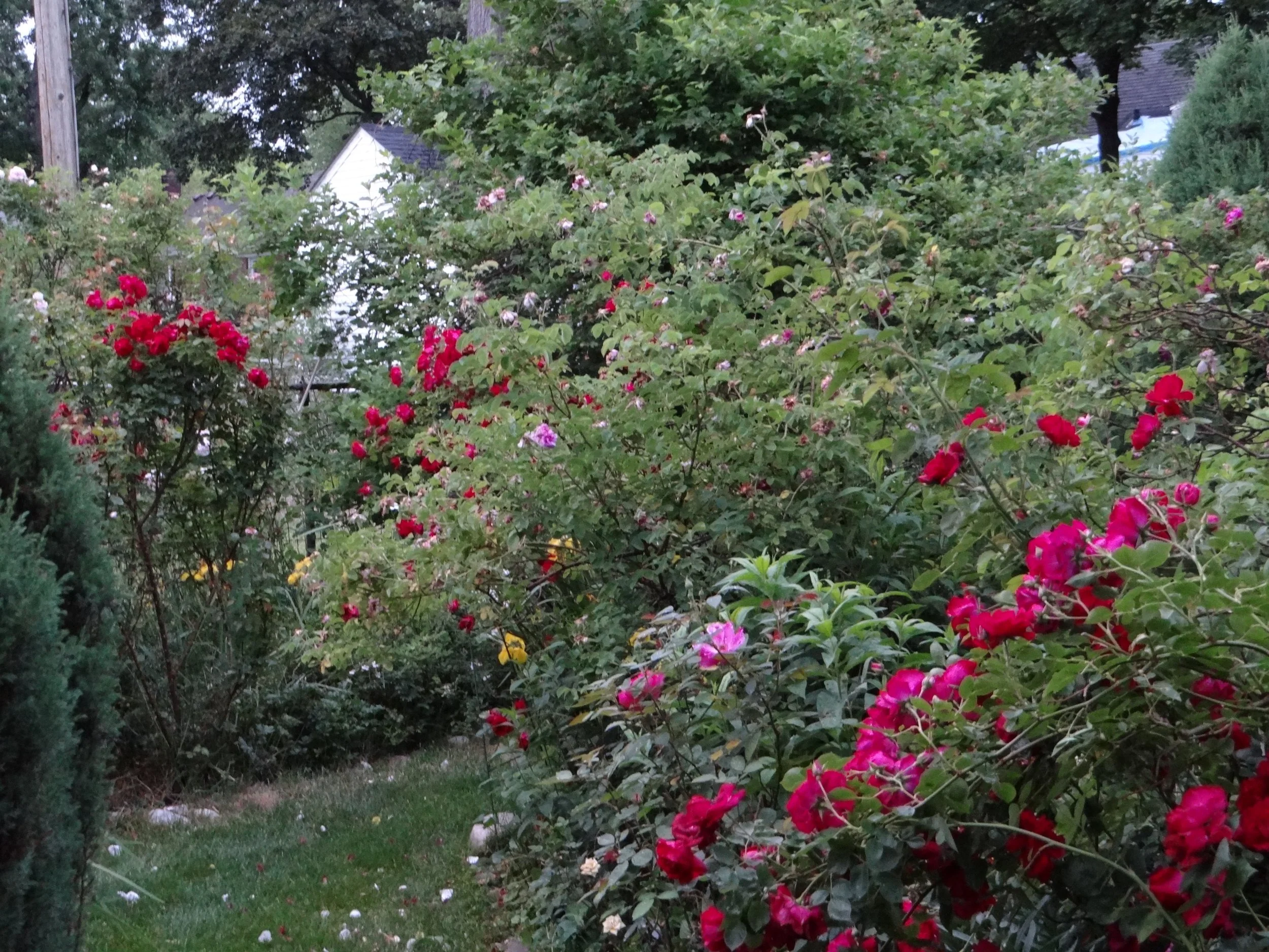 Garden roses on path.JPG