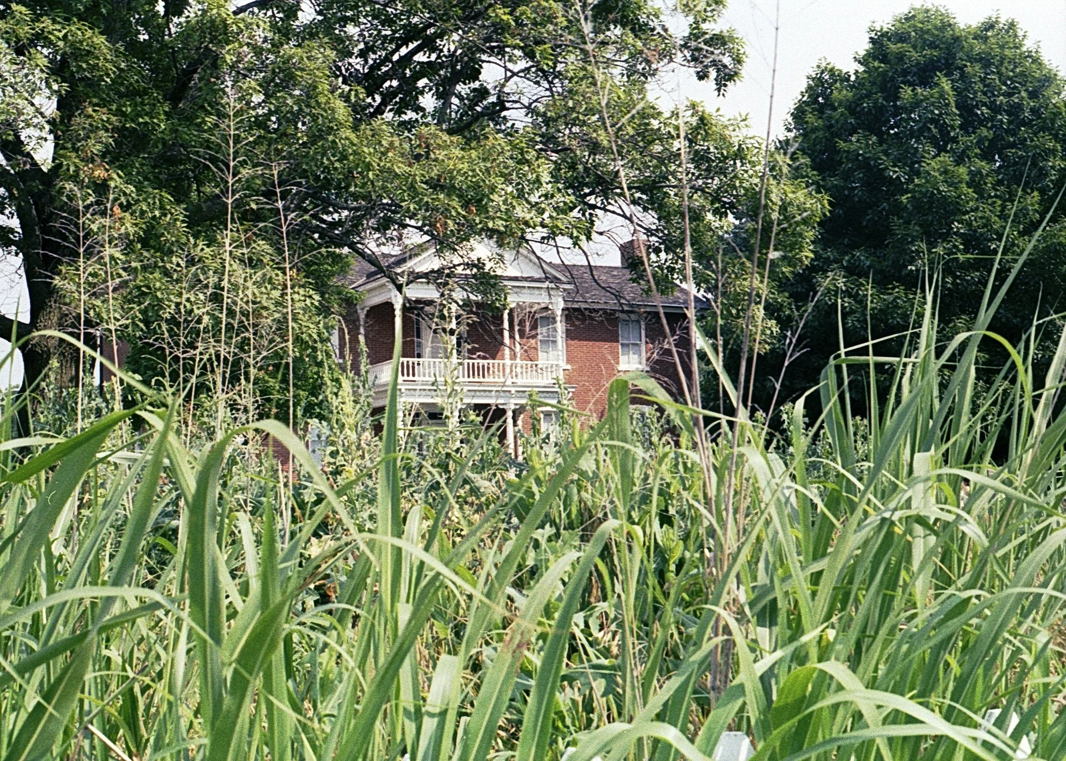 House Weeds.jpg