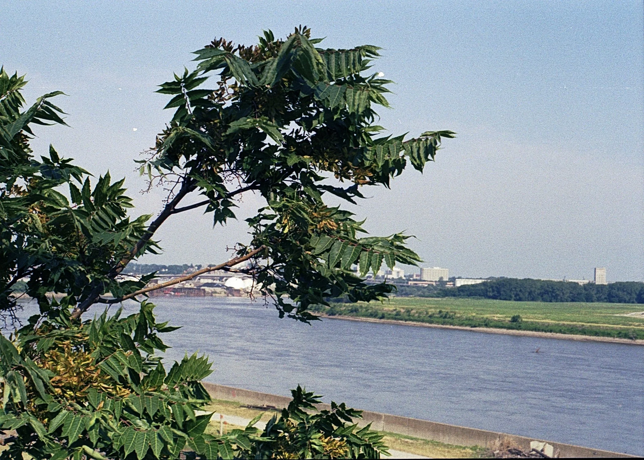River tree.jpg