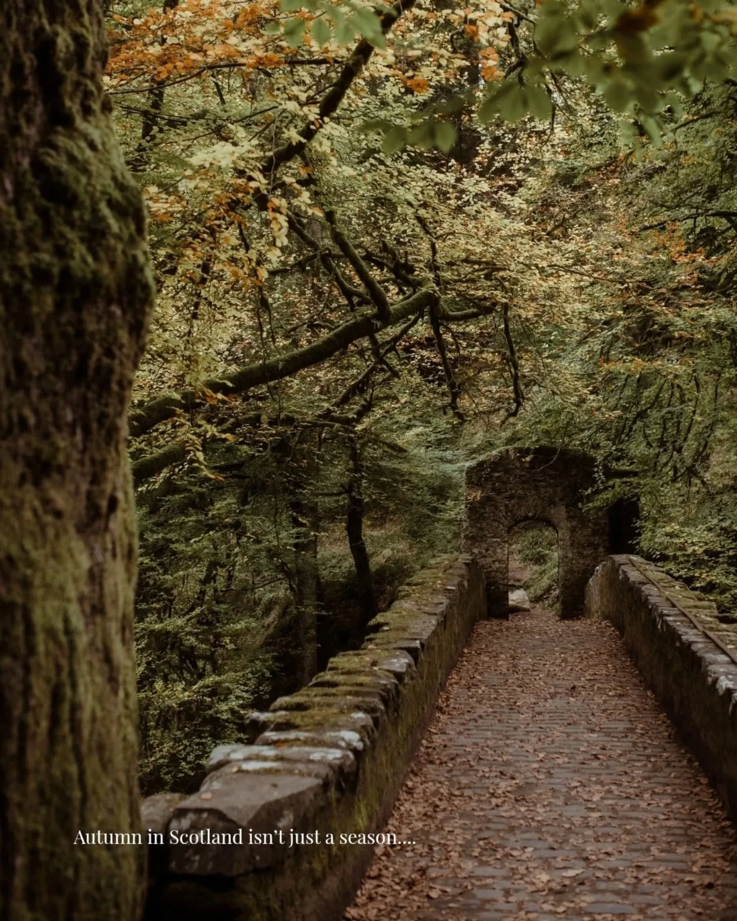 Autumn in Scotland isn&rsquo;t just a season. It&rsquo;s a feeling.

If you&rsquo;ve been dreaming of eloping here, autumn offers:

🍂 Fewer tourists for more privacy
🍂 Warm, earthy tones that feel straight out of a painting
🍂 Cooler weather &mdash