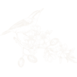 Decorative line art illustration of a bird on a branch.