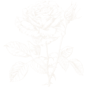 Decorative line art illustration of a rose.