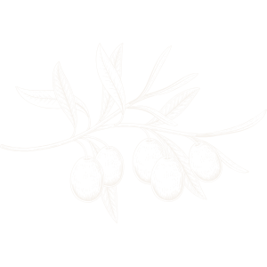 Decorative line art illustration of an olive branch.