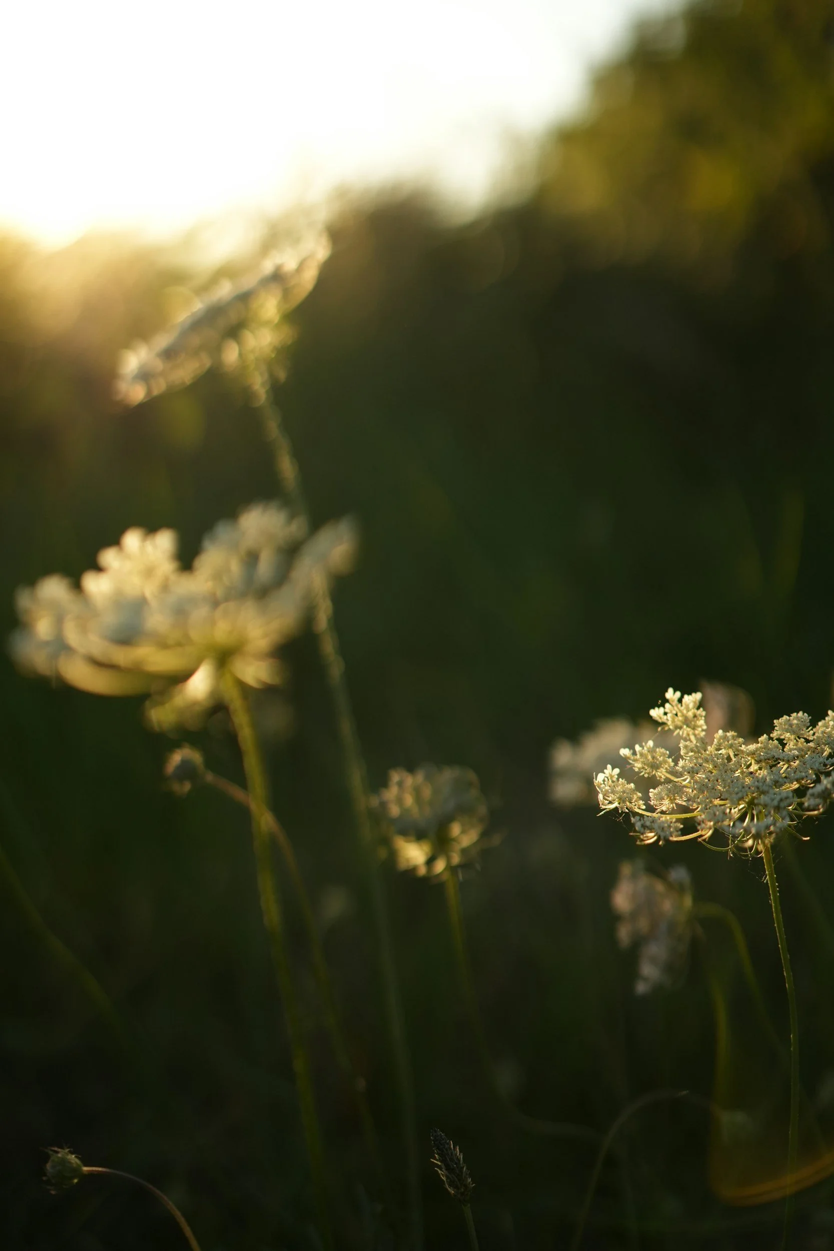 Preventing Pregnancy… With Herbs!