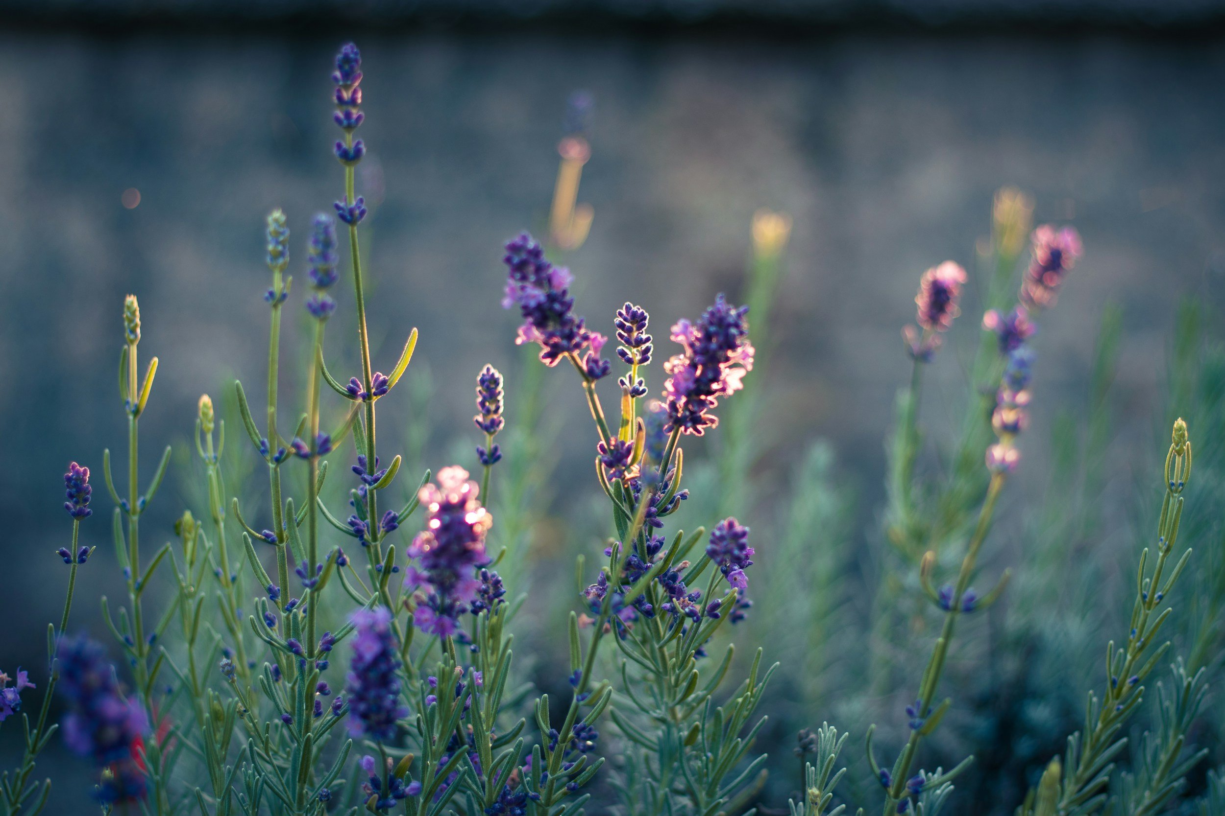 Perimenopause: A Full-Body System Update