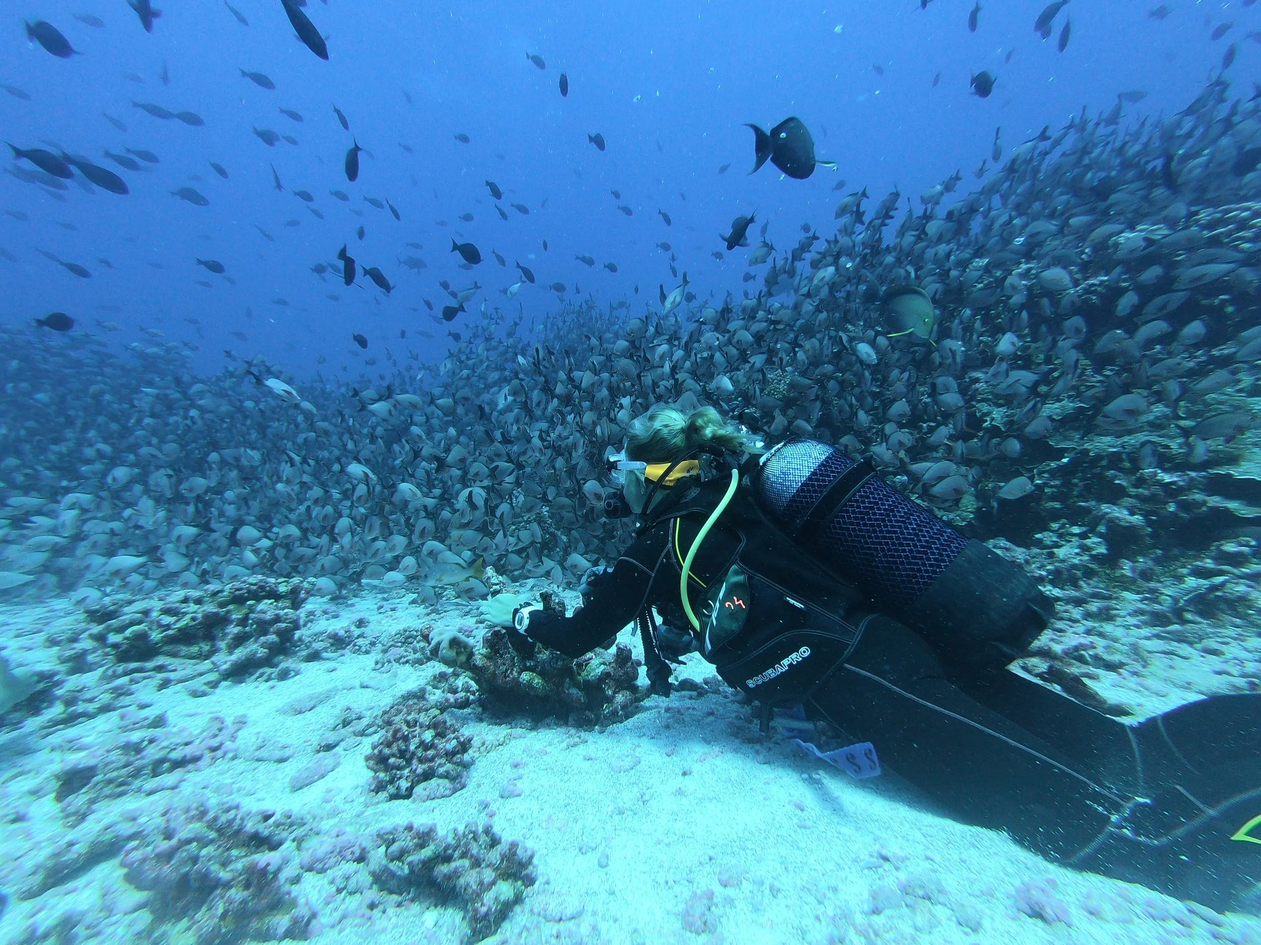 Do I have to SCUBA dive to be a marine biologist Marine Biology