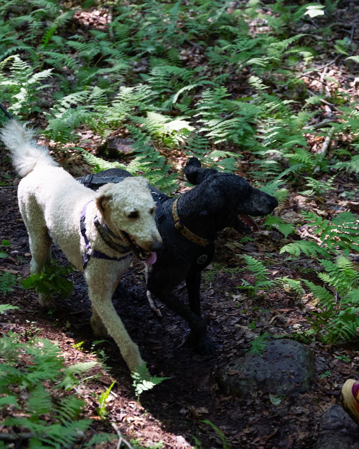 Did you know the Goshen Gallop is dog friendly?! We hope you&rsquo;ll bring your (well-behaved and leashed) furry friends with you to the race! Maybe they&rsquo;ll pull you to a PR 😉And don&rsquo;t worry, treats will be awarded to the fastest 🐕.