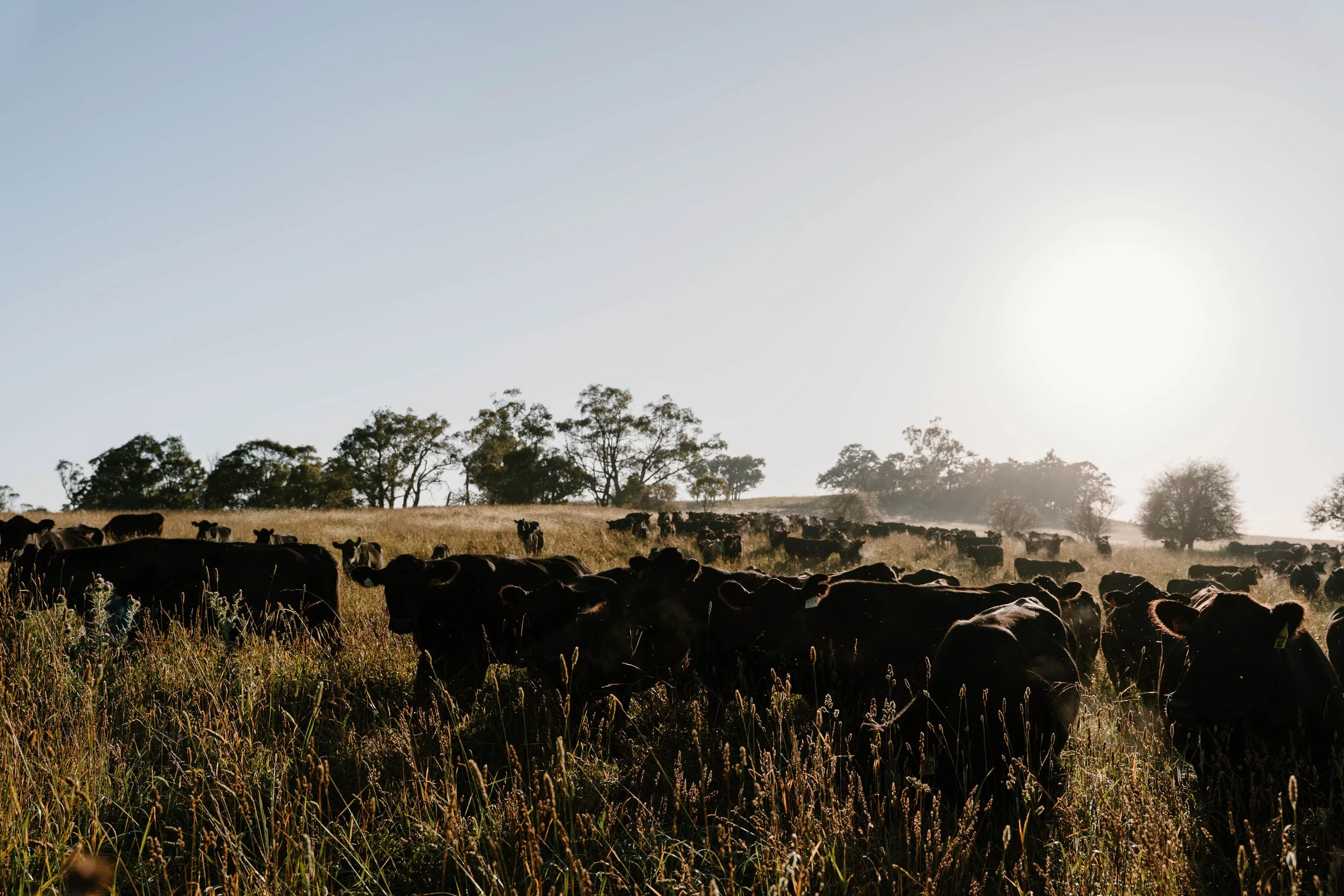 Twynam_DSC7677_March 06, 2024_Socials.jpg