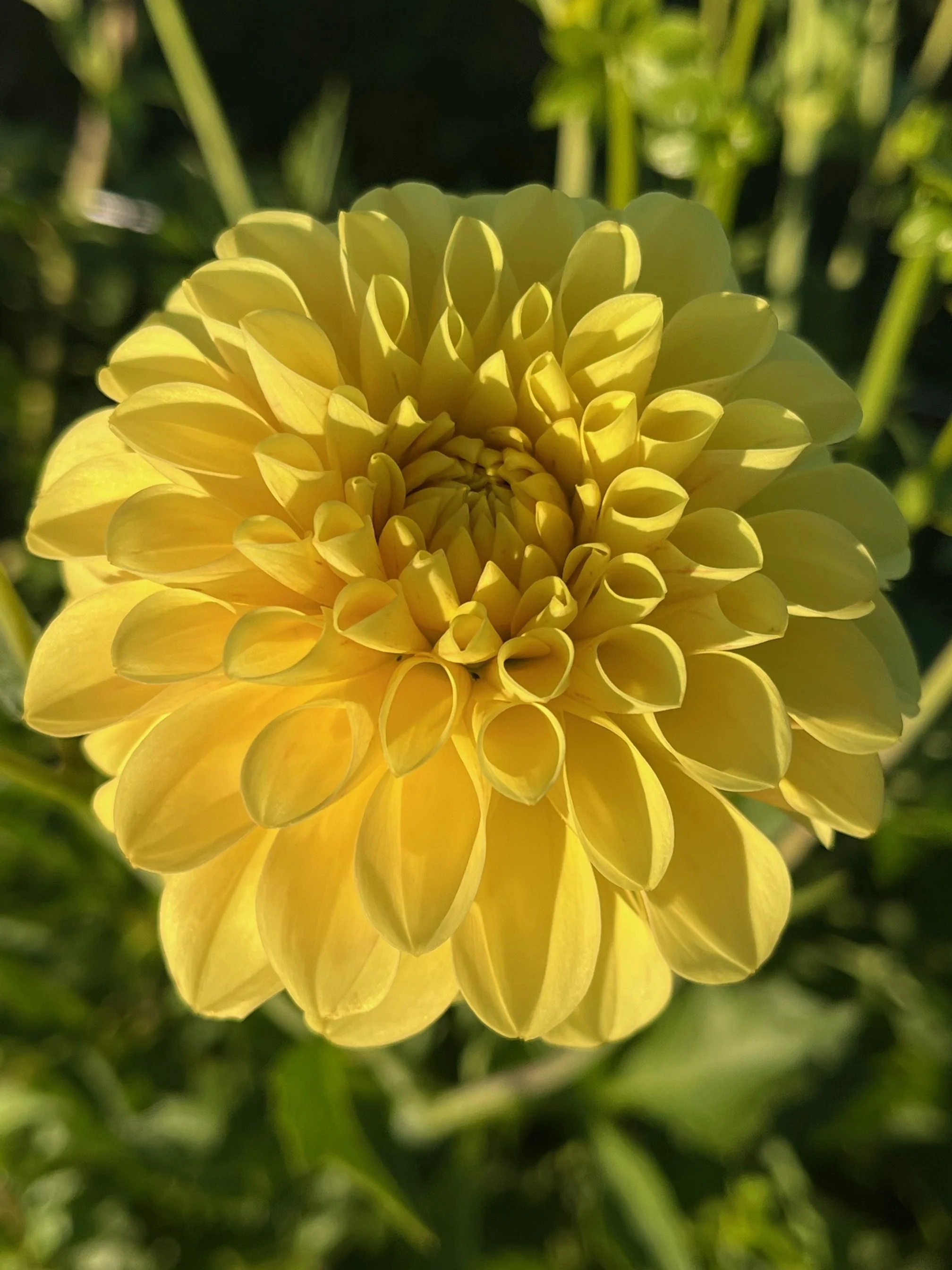 Ferncliff Sunstuck Dahlia Tuber