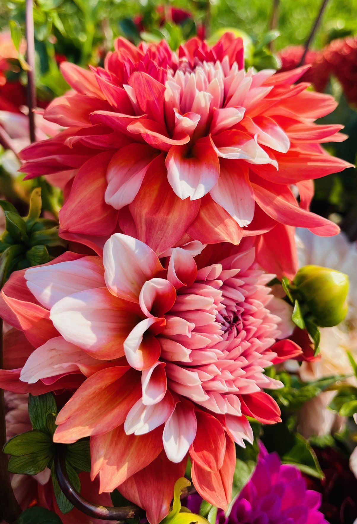 Peaches N Cream Dahlia Tuber