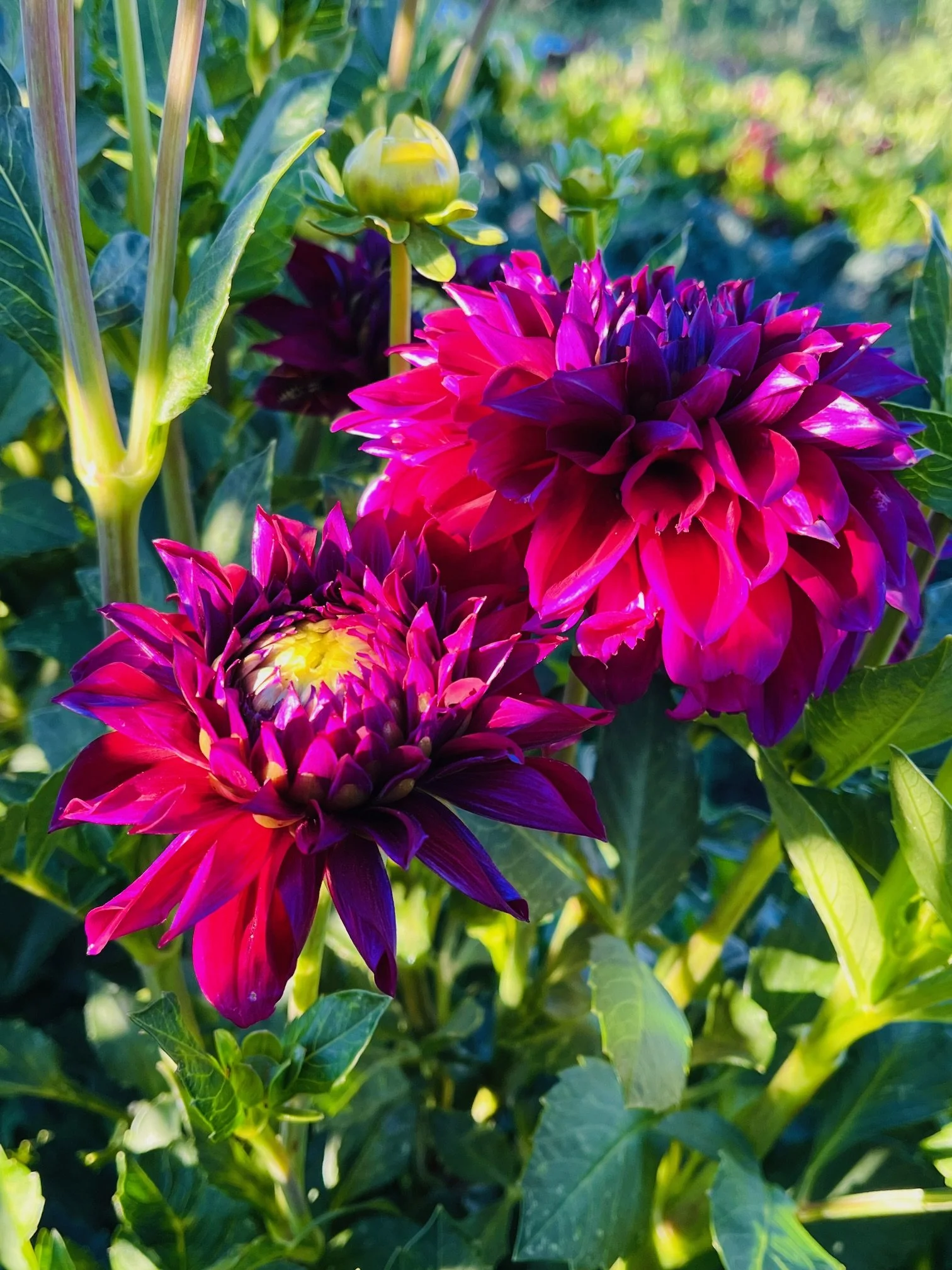Diva Dahlia Tuber