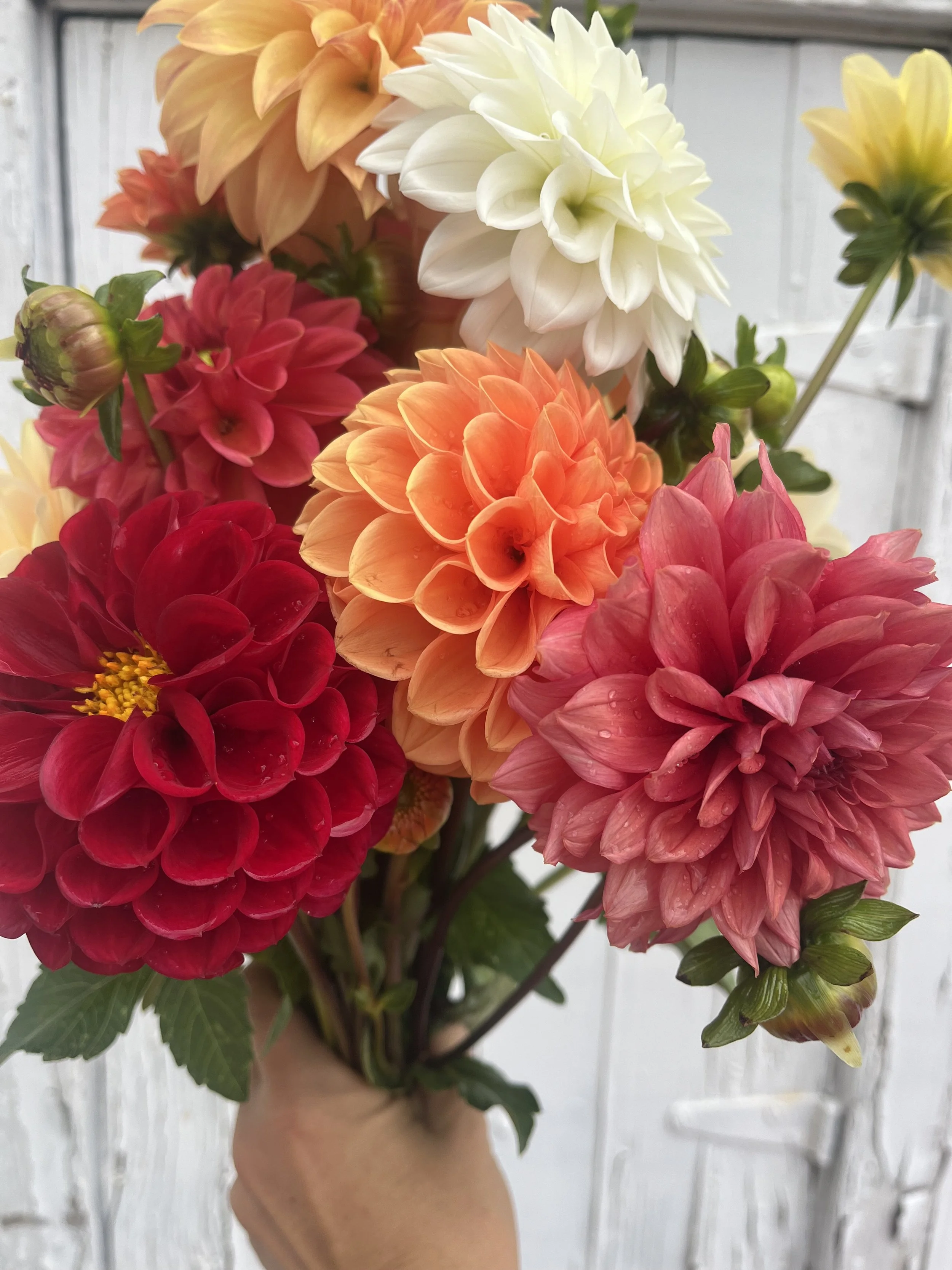 Mixed Summer Bouquet