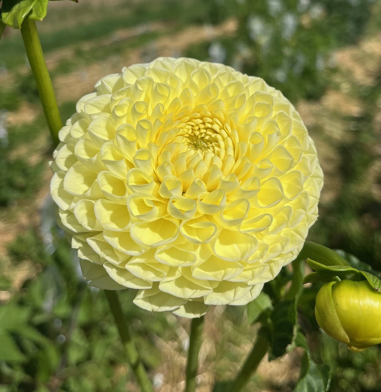MM Buttercream Dahlia Tuber
