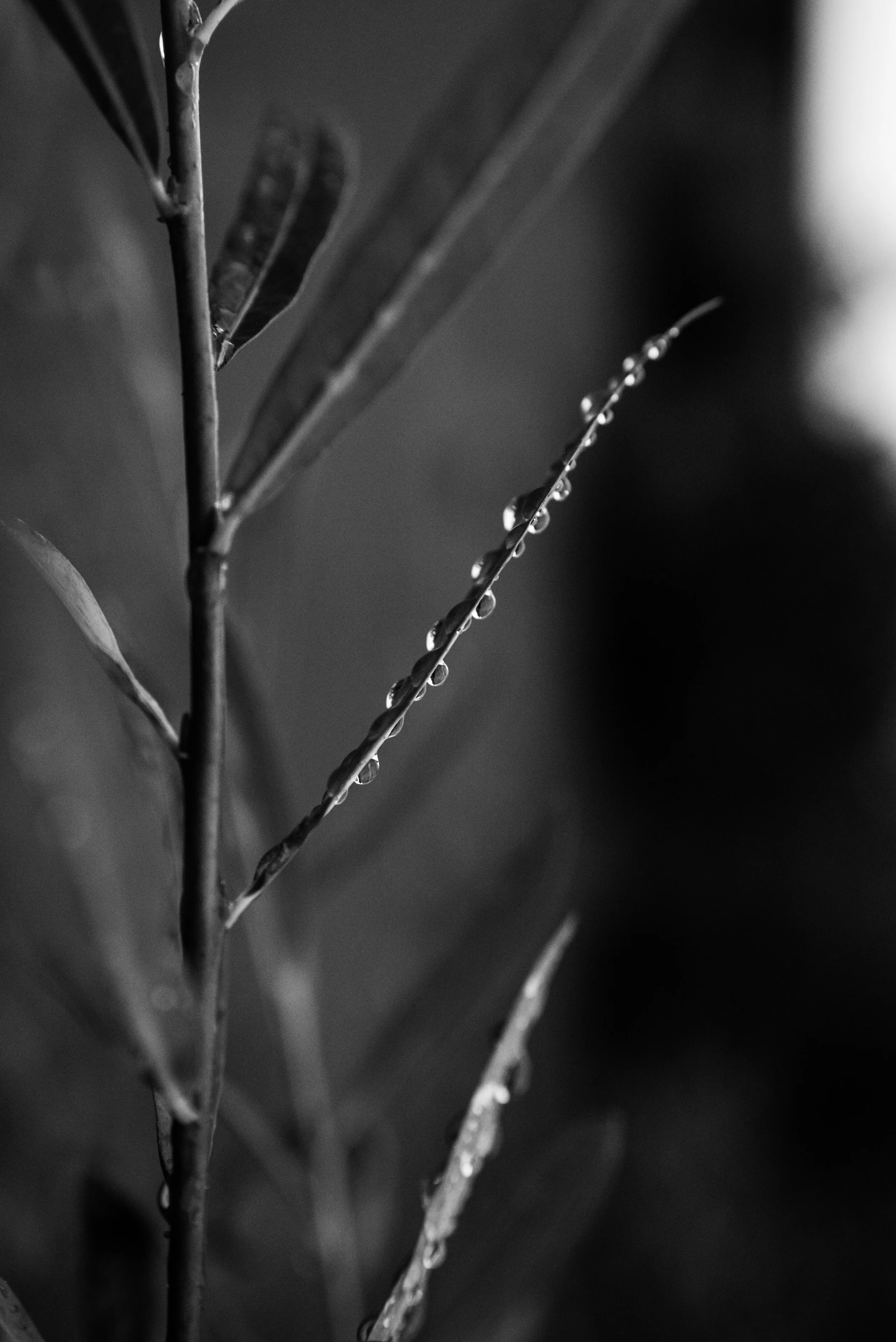 Close-up of thin plant stems with water droplets on them, on a blurred dark background. Somatic Healing & Breathwork