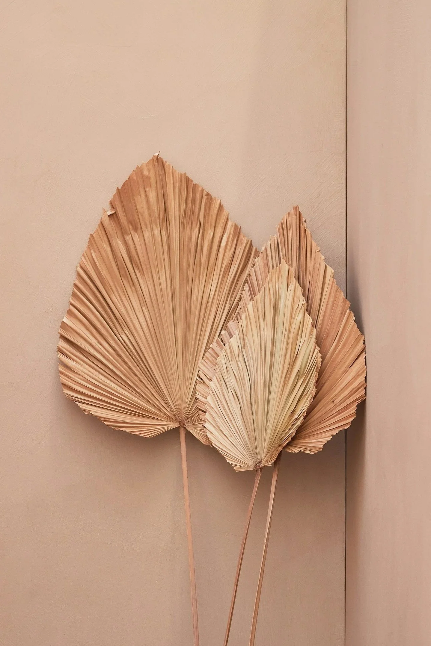 Three dried palm leaves attached to thin sticks, arranged against a plain beige wall. somatic breathwork Portland