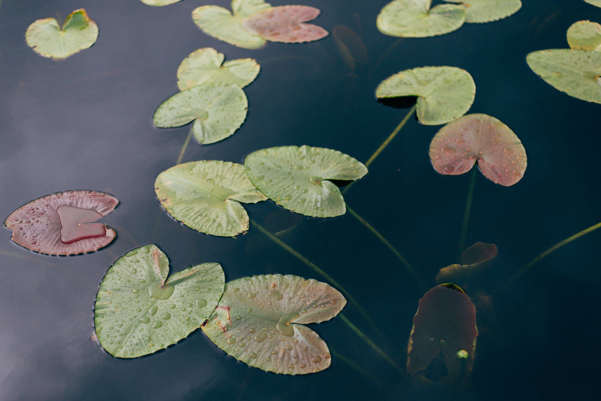 Water lilies with green and pink leaves floating on dark water, some with water droplets. Somatic Healing & Breathwork